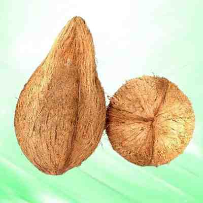 Cocunet Dhaanam Cocunet Dhaanam